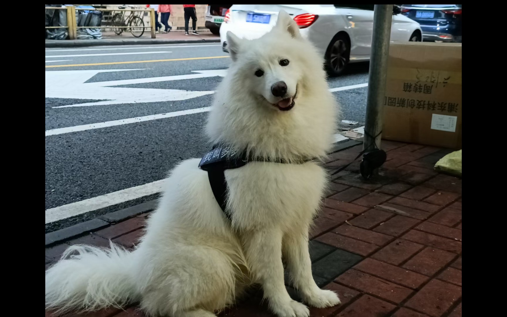 不是修勾但也是可爱的狗狗,广州动物园不完全记录,戴上牙套的自拍