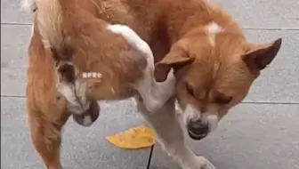 别惹狗子，它狠起来连自己都咬