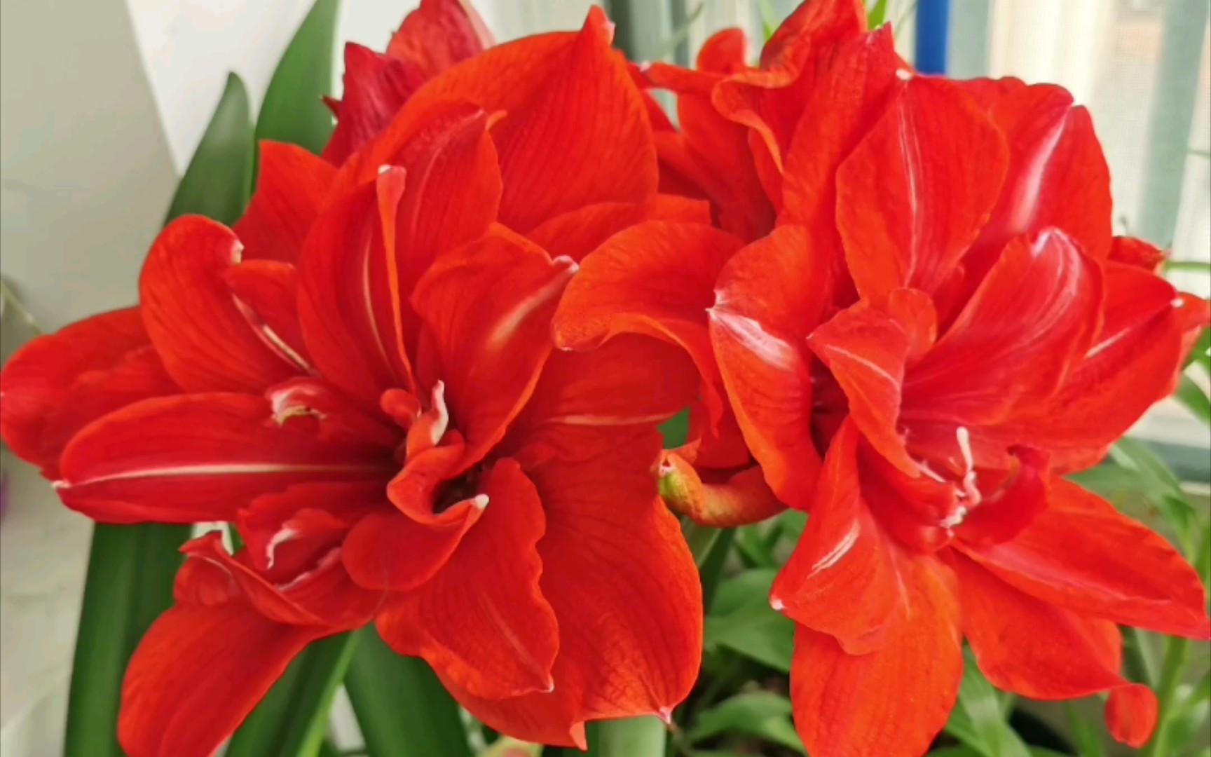 【朱顶红樱桃妮芙】,大花,大红色,漂亮,很好的一个品种