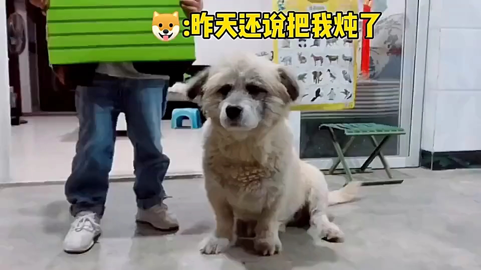 狗与狗的碰撞哔哩哔哩bilibili