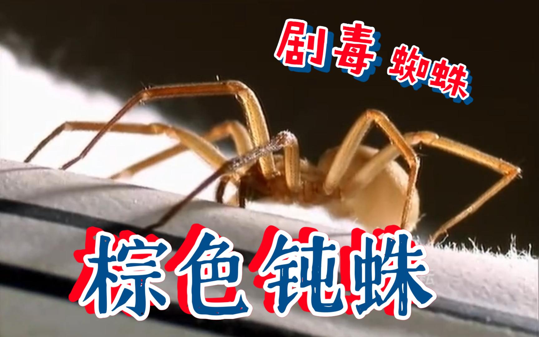 美洲棕色钝蛛,是毒蜘蛛的一种