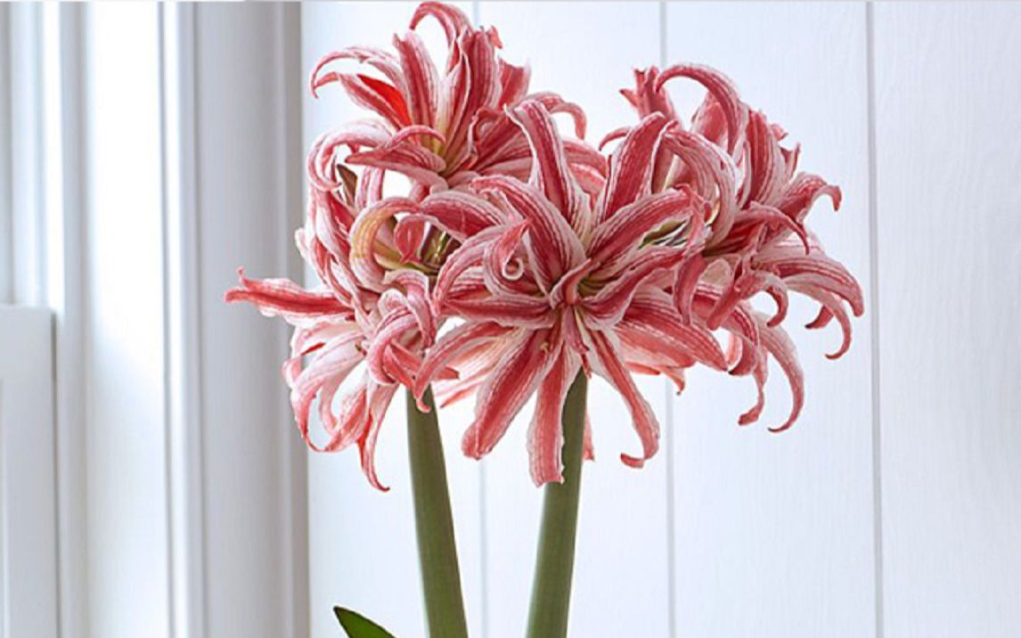 巴特花艺-进口朱顶红-比翼