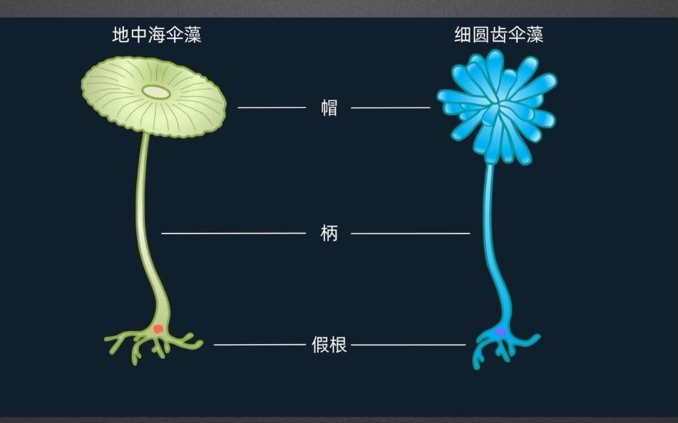 4 细胞的生活—伞藻实验