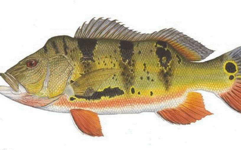 日本冲绳见闻,皇帝星鱼这种观赏鱼也被烹饪下酒了