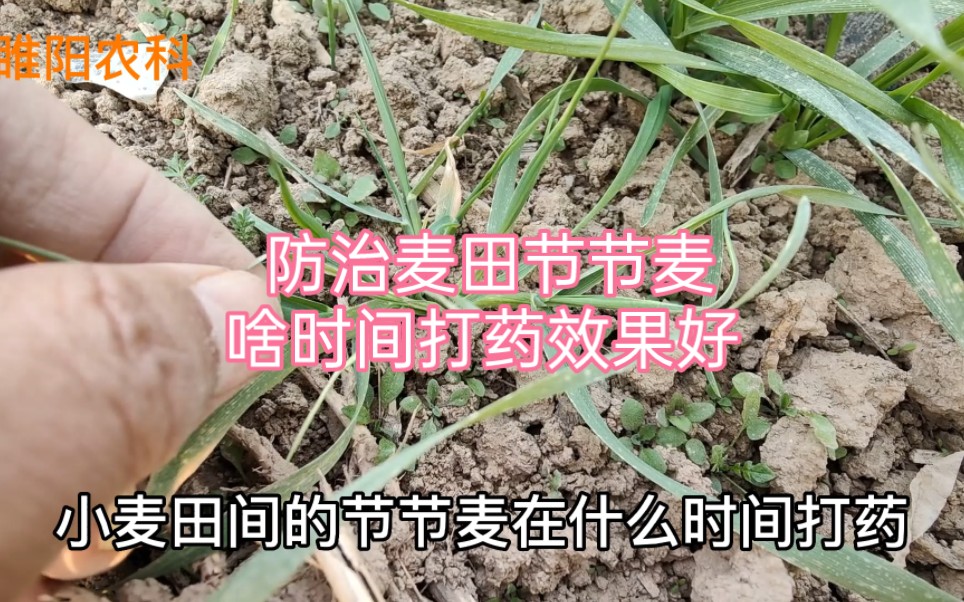 防治小麦田节节麦,啥时间打药效果好哔哩哔哩bilibili