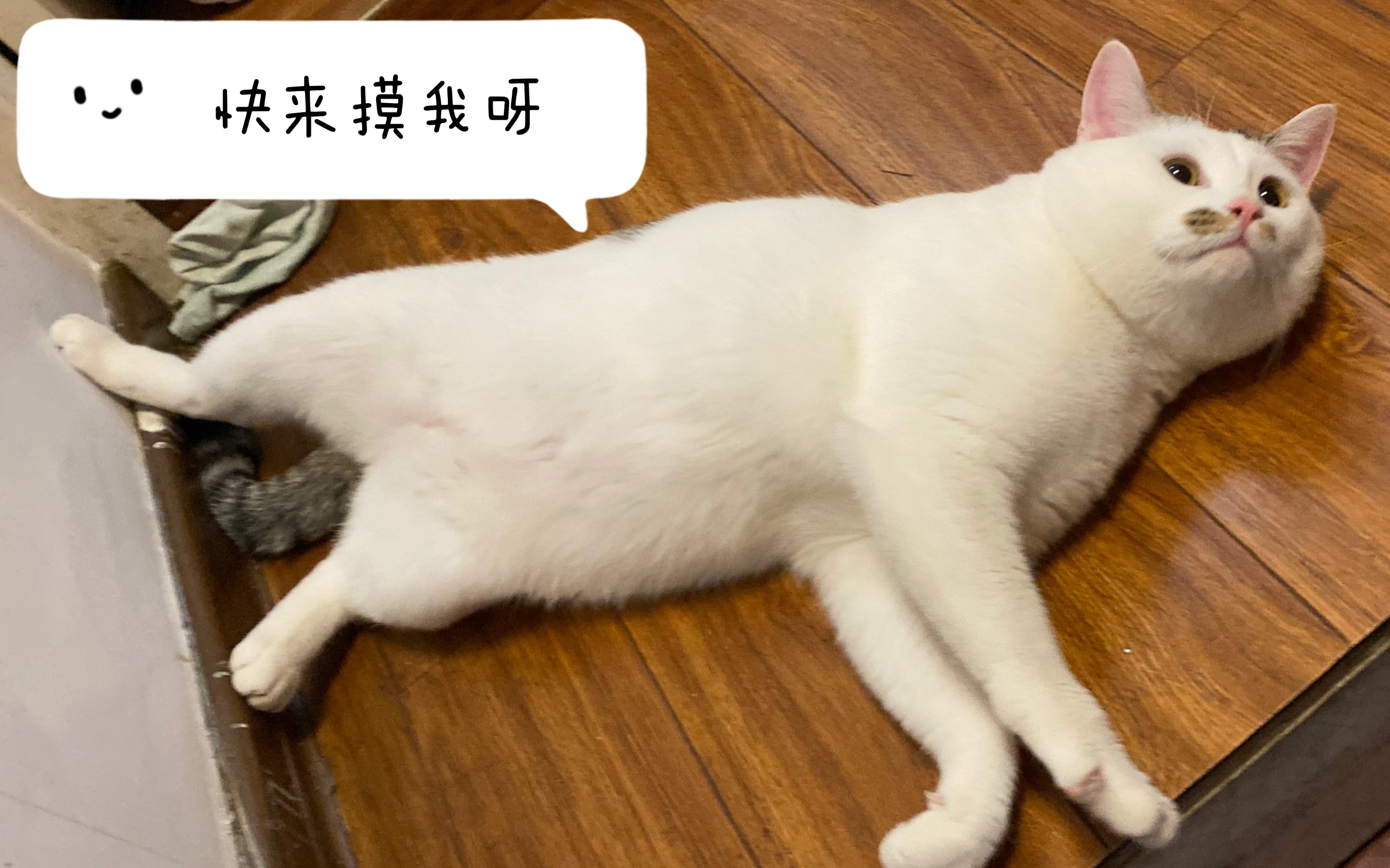 给娇六六揉肚肚
