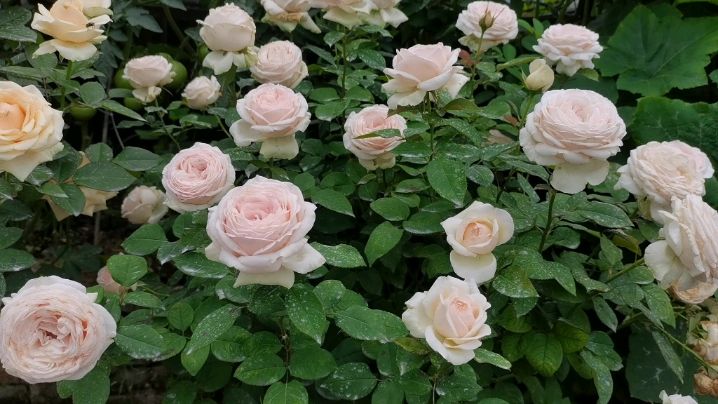 蒙娜丽莎月季花得了黑斑病也抵挡不住它开花