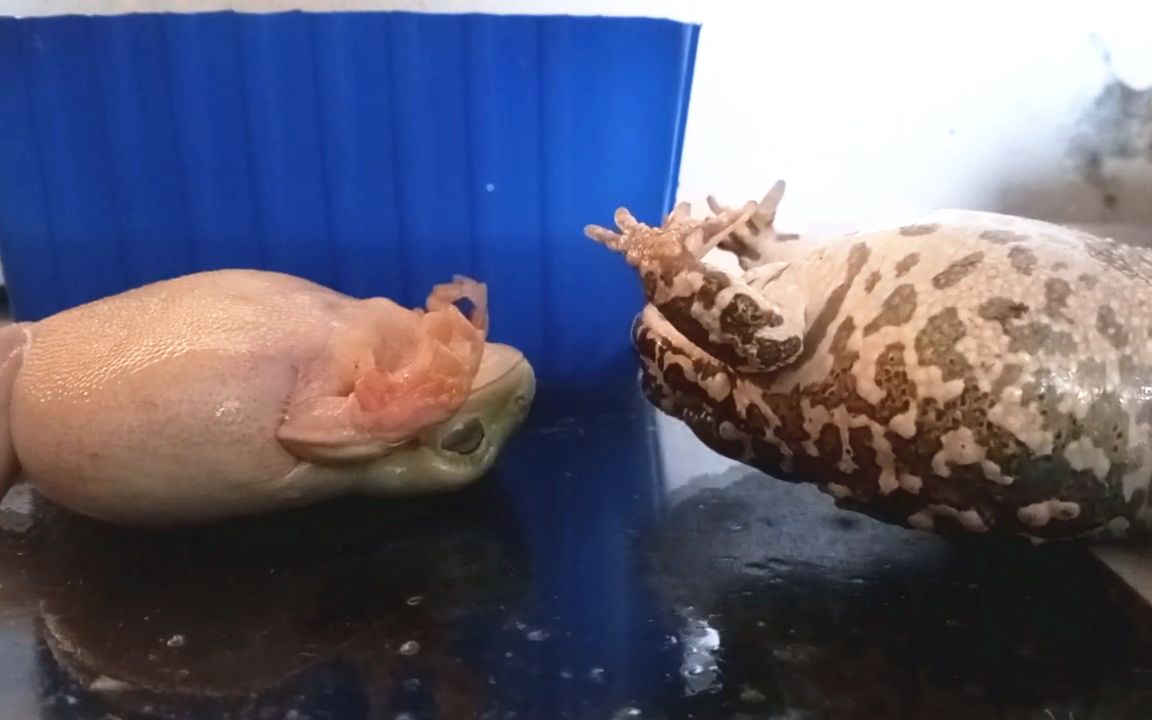 蛤蟆精:都是肚子惹的祸