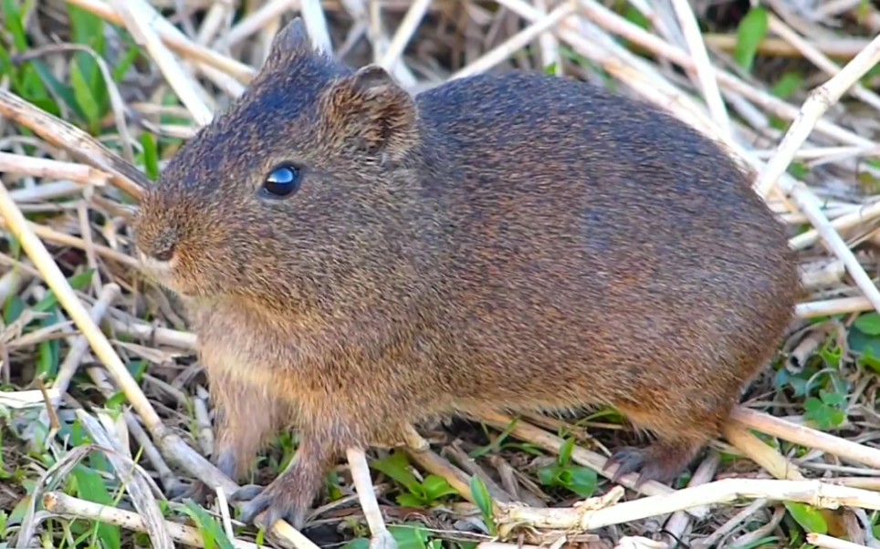【野生豚鼠】家养荷兰猪的祖先