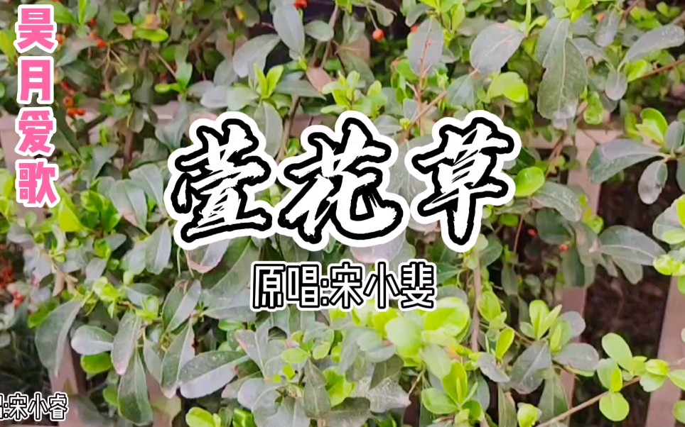 张小斐《萱花草》采一朵送给我小小姑娘,陪着你长大再看你做新娘哔哩哔哩bilibili