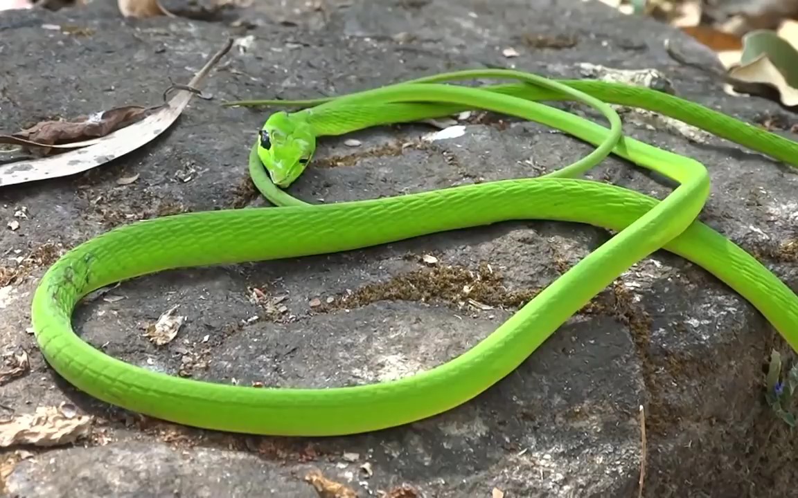 命不久矣的绿瘦蛇