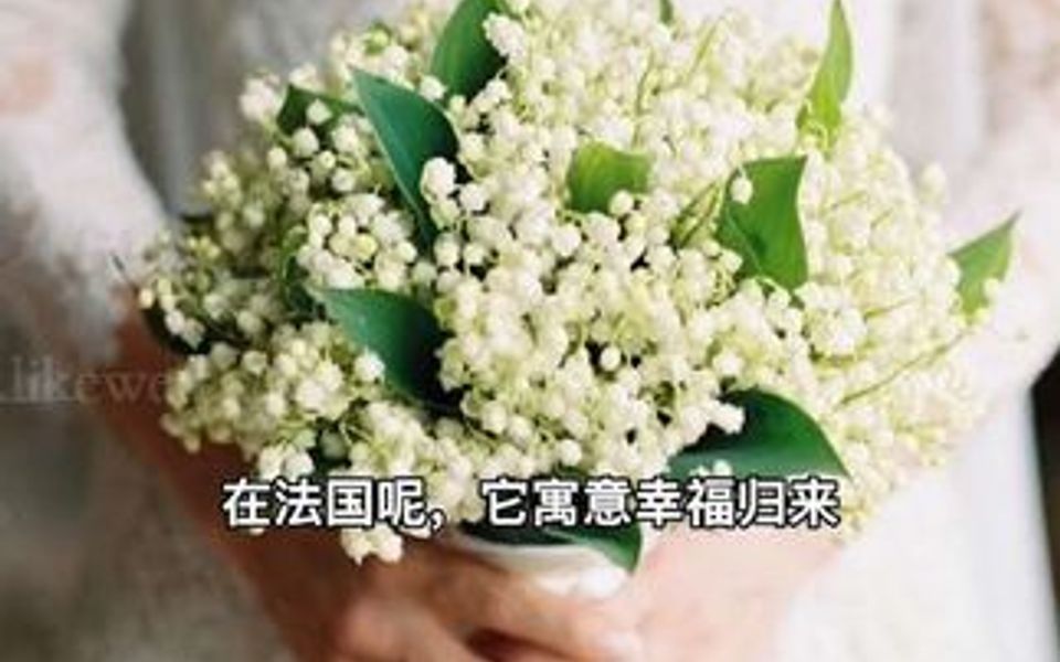 铃兰香水花,号称花中仙子,盛开时繁花如雪,花香浓郁,而且特别好养,阳台花盆都可以哔哩哔哩bilibili