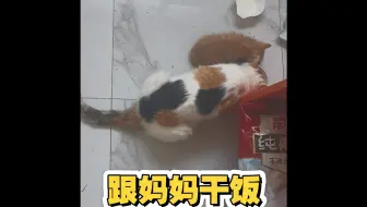 跟麻麻一起干饭的老二小橘橘，好开心