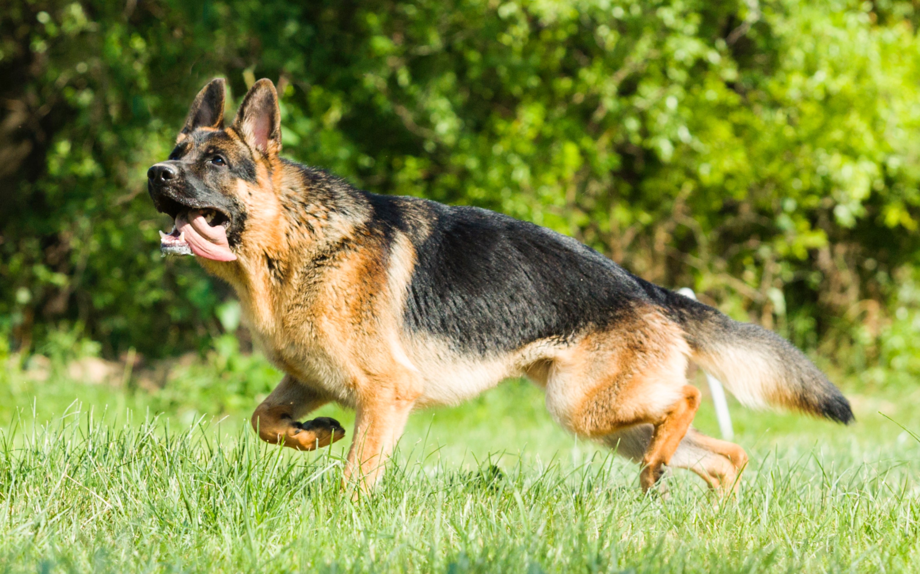 为德国牧羊犬正名萨内展示奔跑中的爆发力