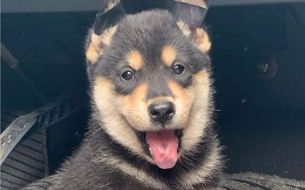 【中华田园犬】四眼铁包金 买小狗买眼睛圆亮的这样的小狗多聪明听话性格好。_哔哩哔哩_bilibili