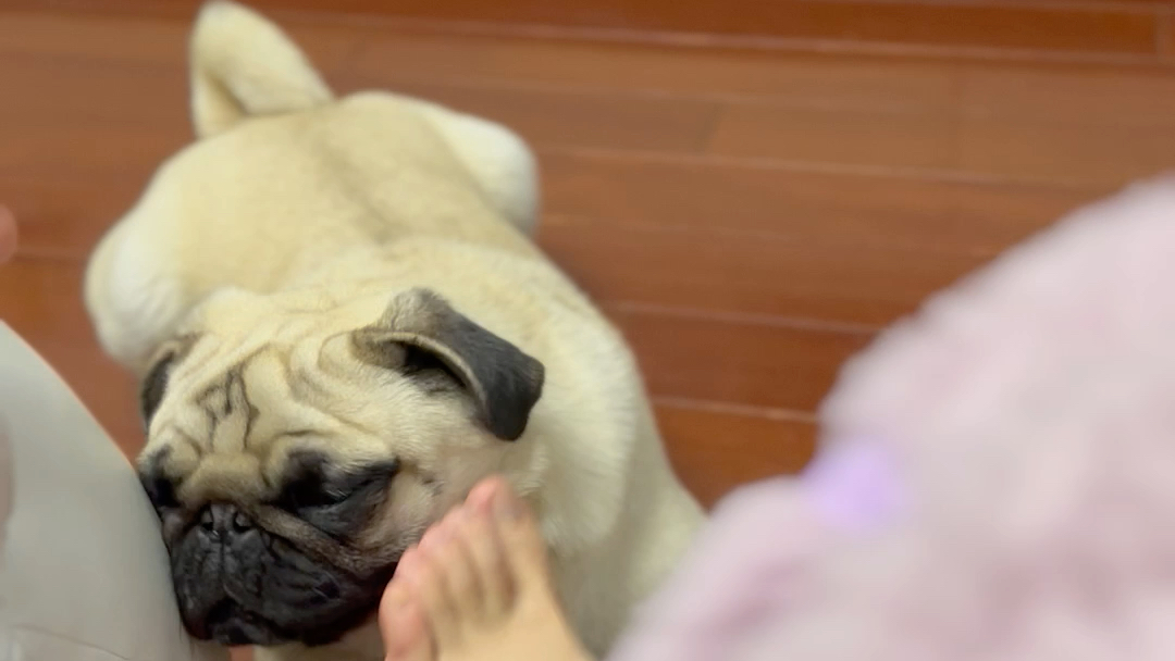 是谁说狗子喜欢舔臭脚的