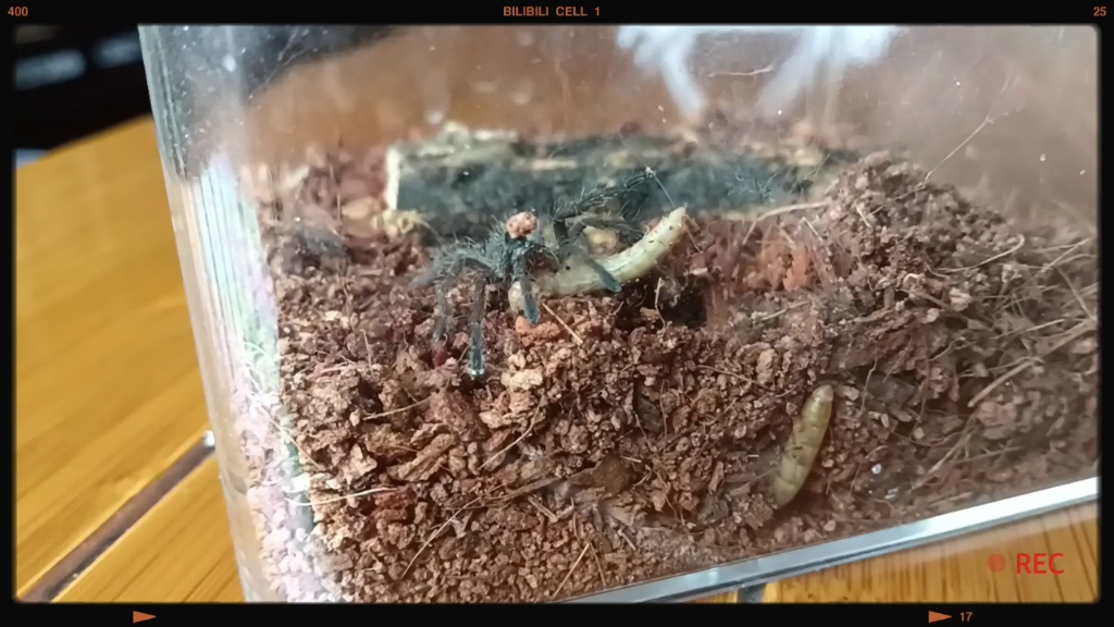 小橙c8喂食视频(橙巴布苗子捕食面包虫 日常篇 )