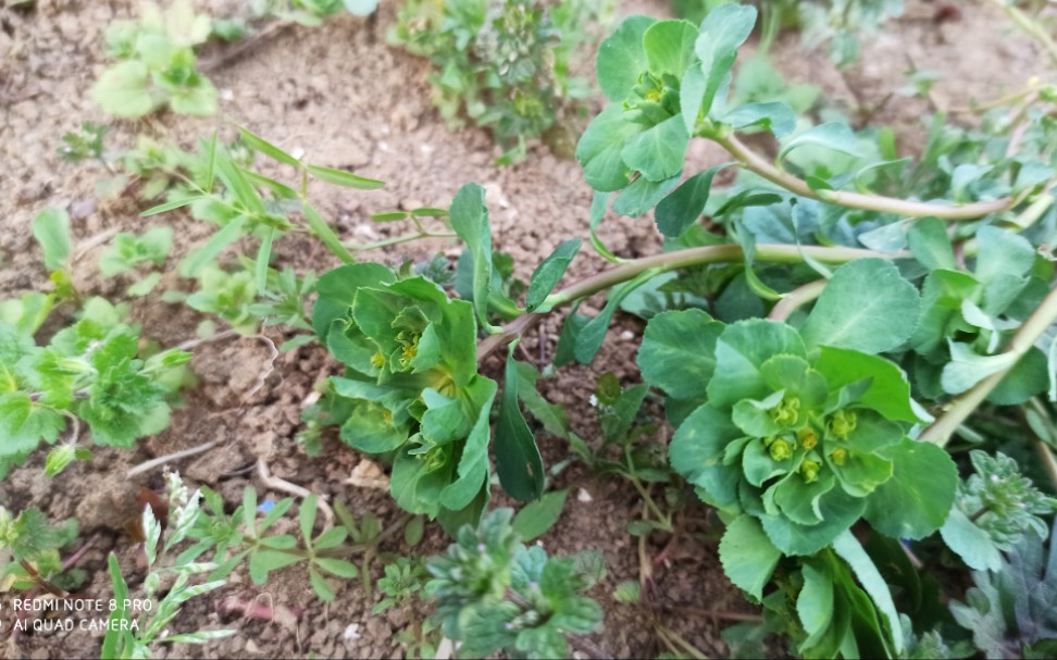 一株草上长着五盏灯,它的汁液有点可怕,你们认识吗?