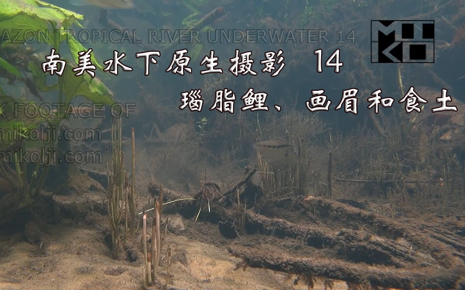 【mikolji】亚马逊水下高清摄影 14 (瑙脂鲤,画眉和食土)