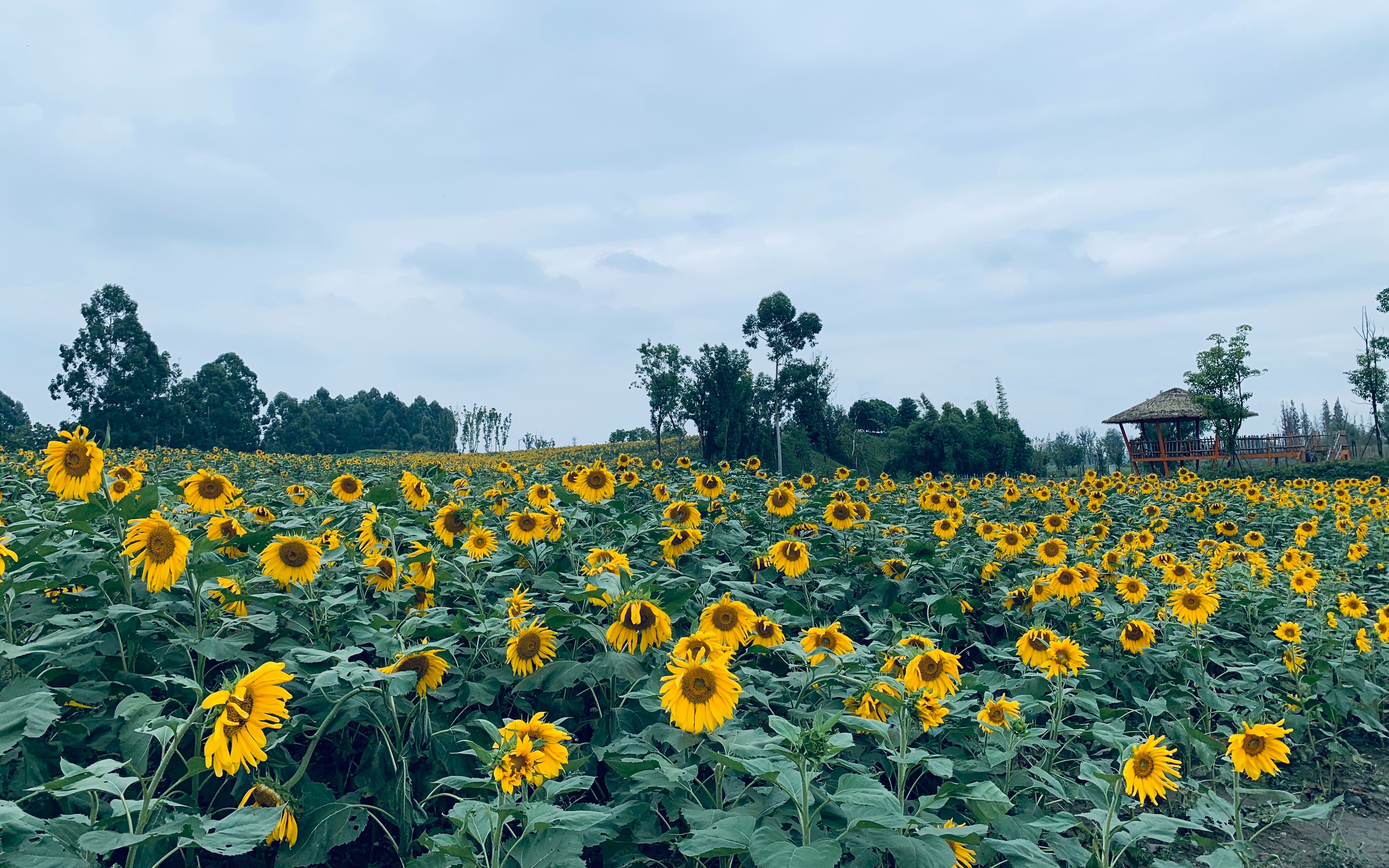 成都花海公园图片