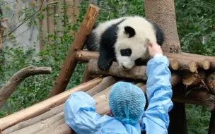 Скачать видео: 奶爸接娇毅小朋友下班，还摸了小呆毛｜大熊猫宝宝