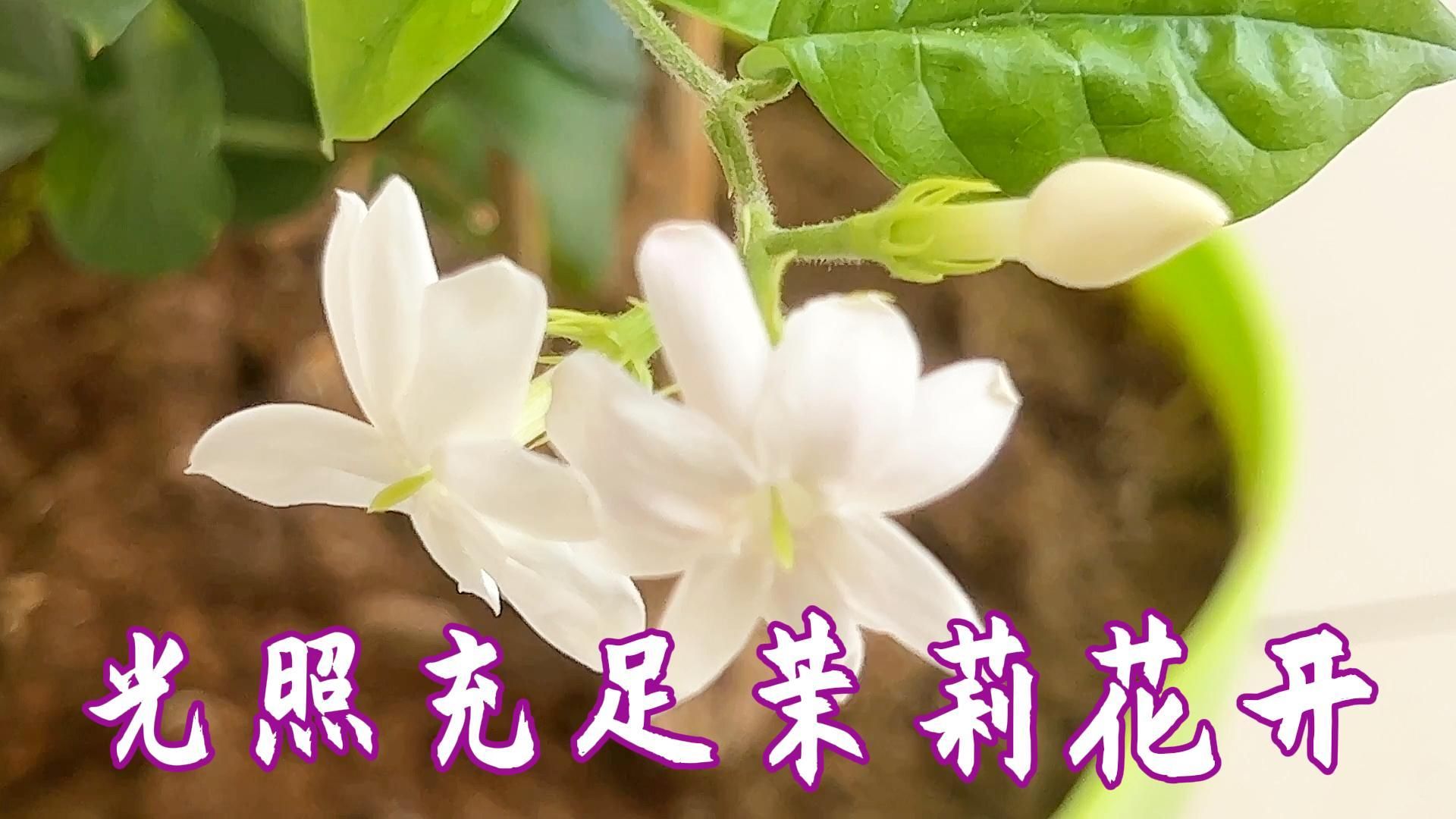 茉莉花的美麗綻放:光照充足的神奇之處