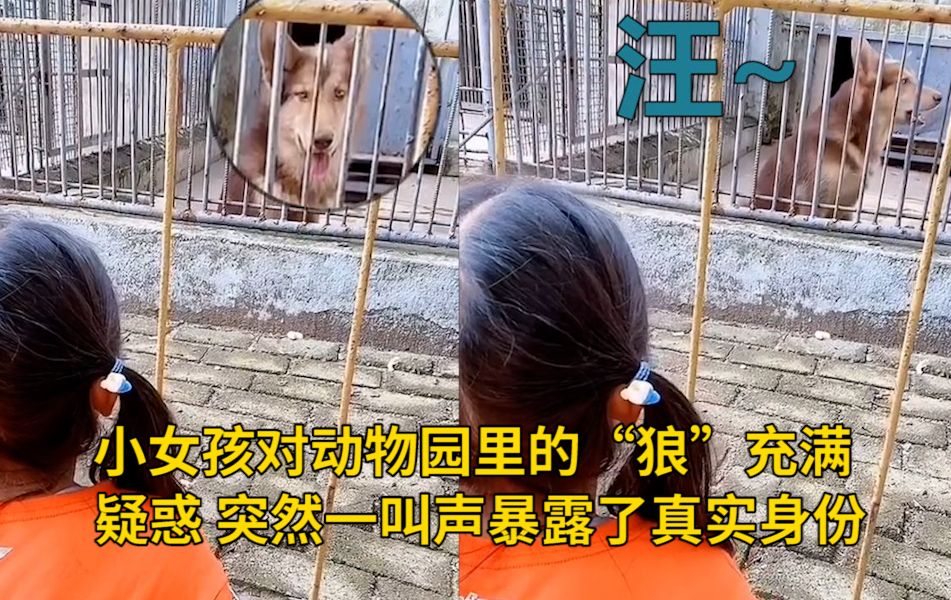 小女孩对动物园里的“狼”充满疑惑 突然一个叫声暴露了真实身份 网友:这就是传说中的南山动物园哔哩哔哩bilibili