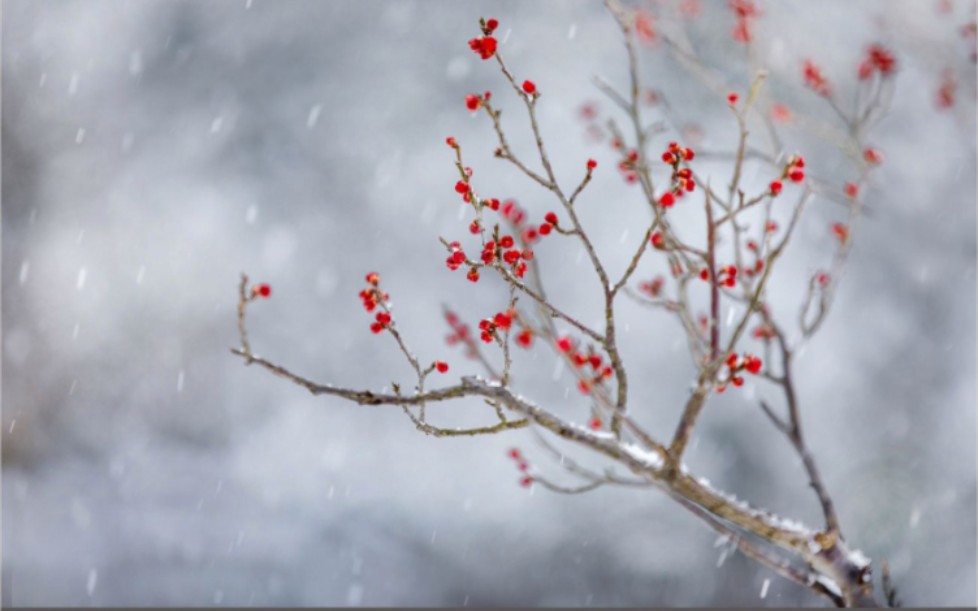 [图]《清平乐·别来春半》李煜——砌下落梅如雪乱，拂了一身还满