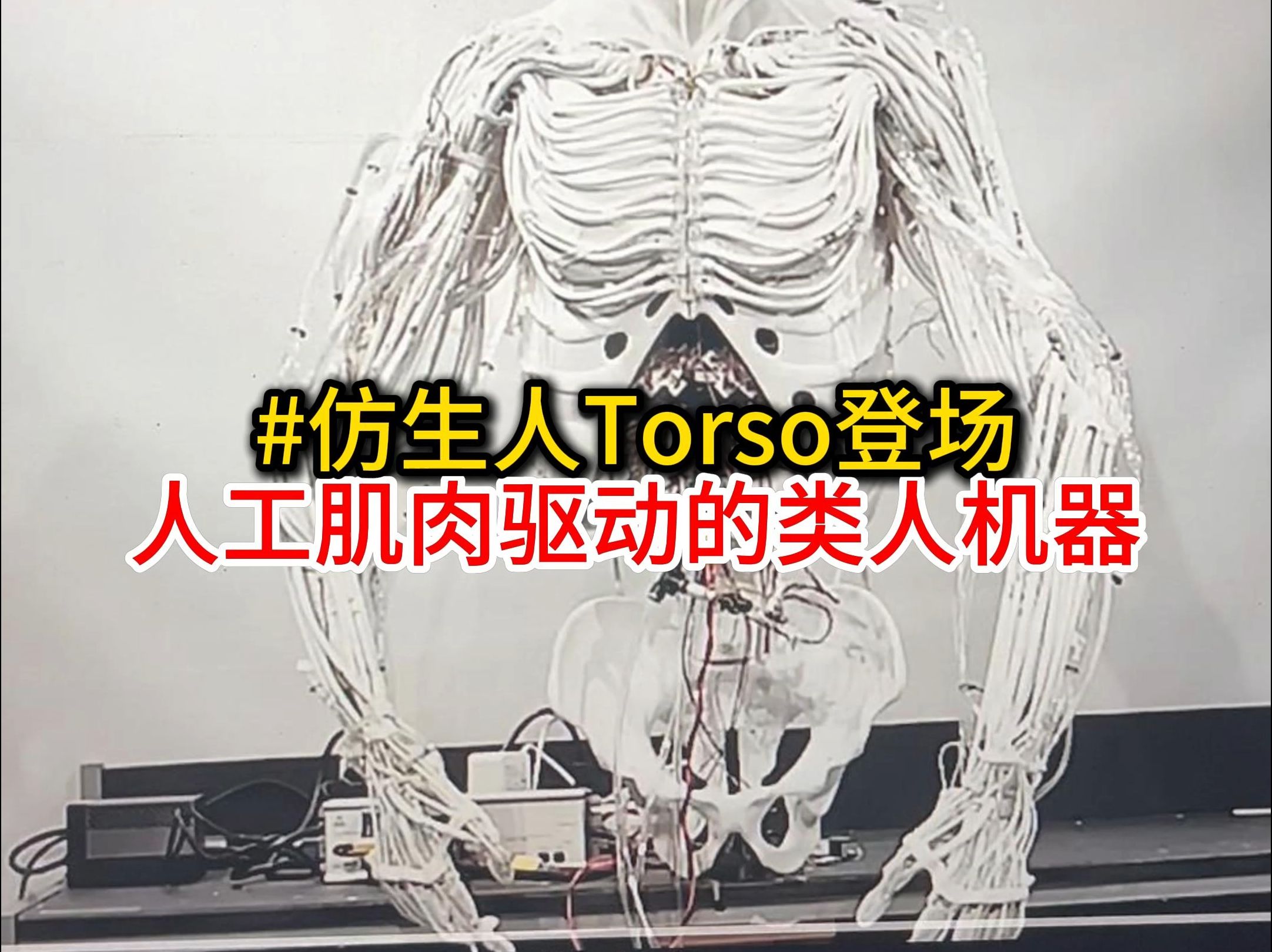 无限逼近人类身体构造,人工肌肉驱动的类人机器人Torso登场,仿生机器人哔哩哔哩bilibili