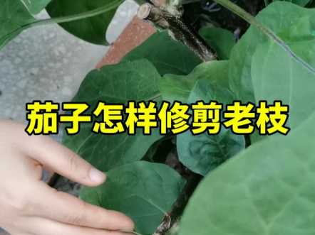 茄子如何正确的修剪老枝,在哪个阶段修剪老枝会焕发第二次生命力,你