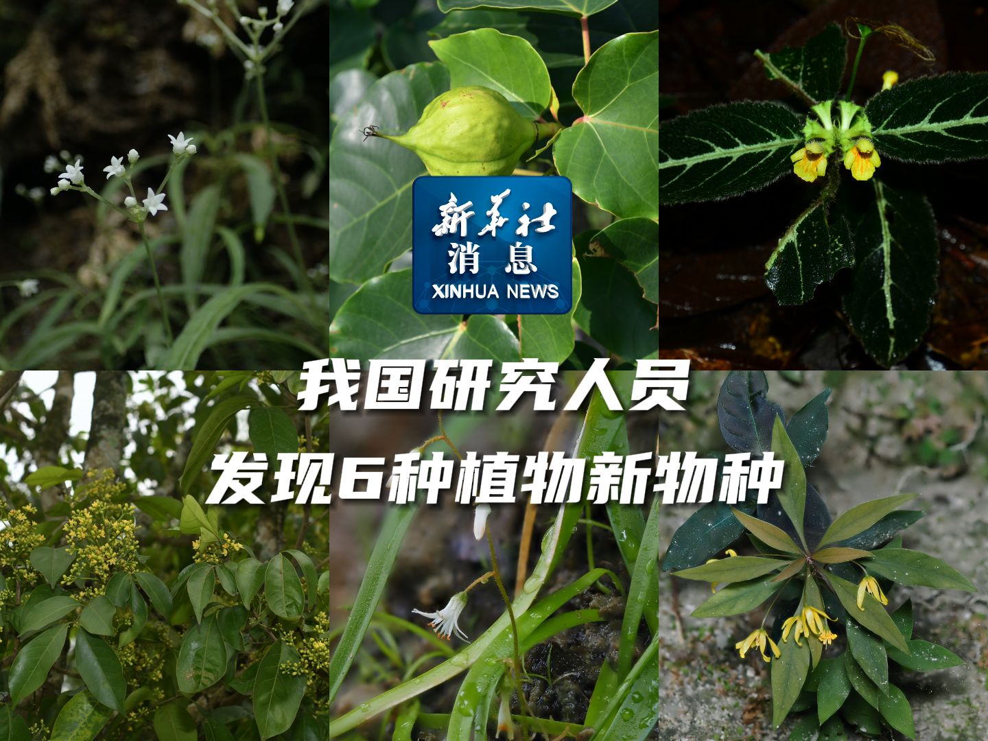 新华社消息|我国研究人员发现6种植物新物种哔哩哔哩bilibili