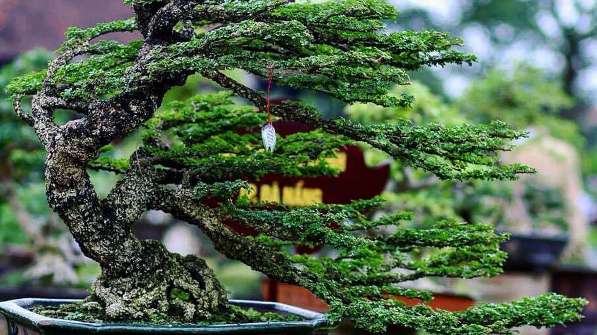 越南南部盆景展 中