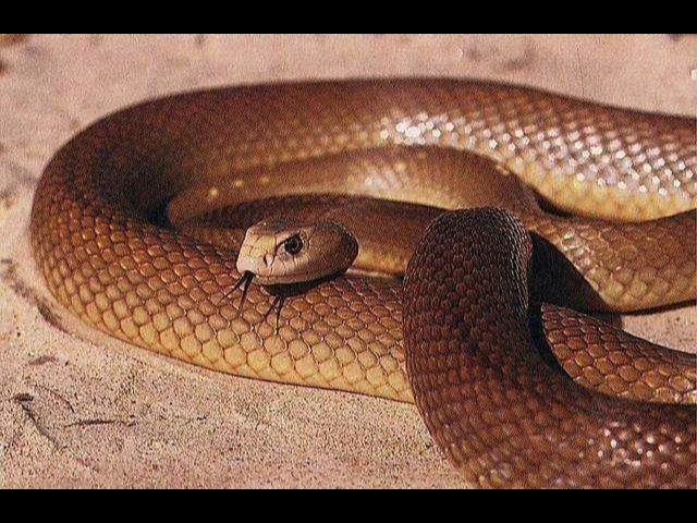 海岸太攀蛇指名亚种