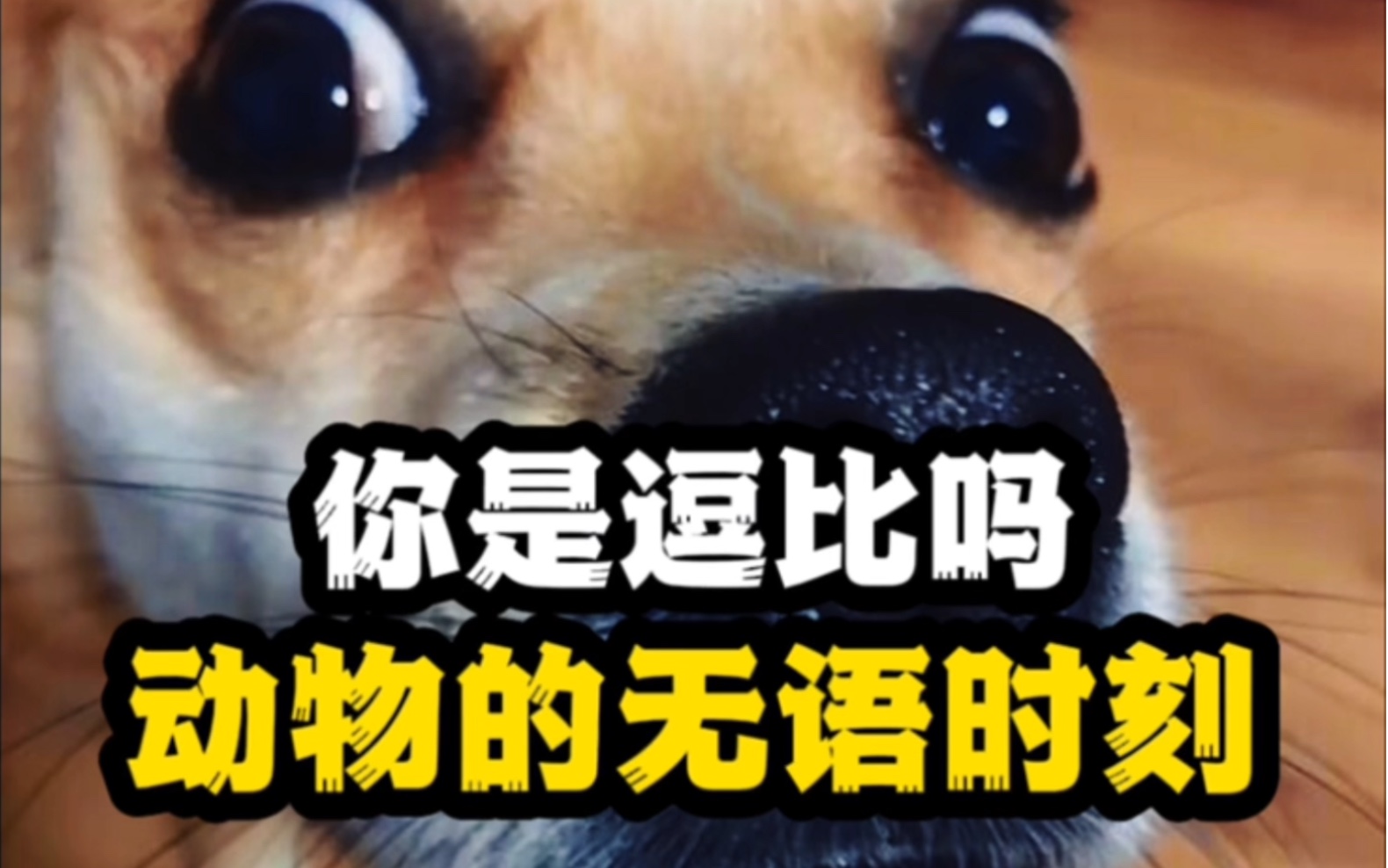 狗:我不是人,但你是真的狗啊!