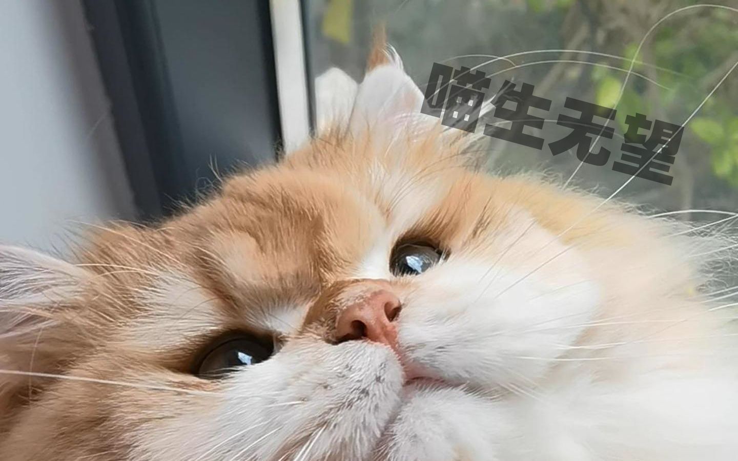 [图]猫：“人是真的狗！”