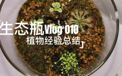 生态瓶Vlog 010 懒人生态瓶经验总结之植物篇哔哩哔哩bilibili