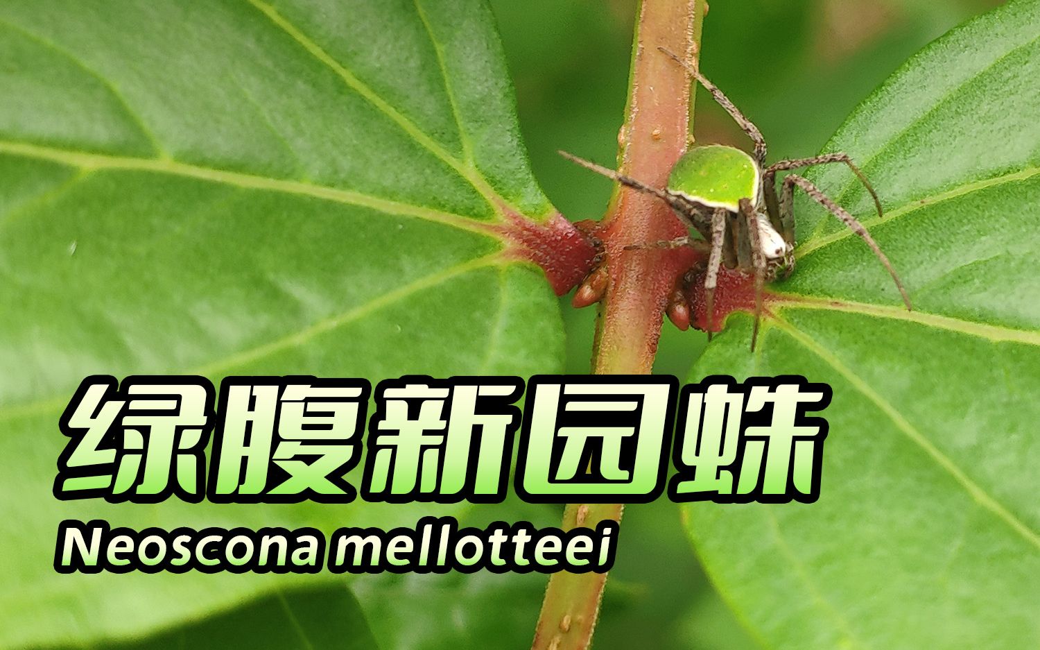 【野遇】梦中情蛛:绿腹新园蛛