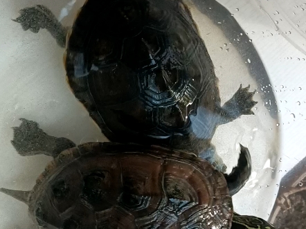 中华草龟 台湾花龟