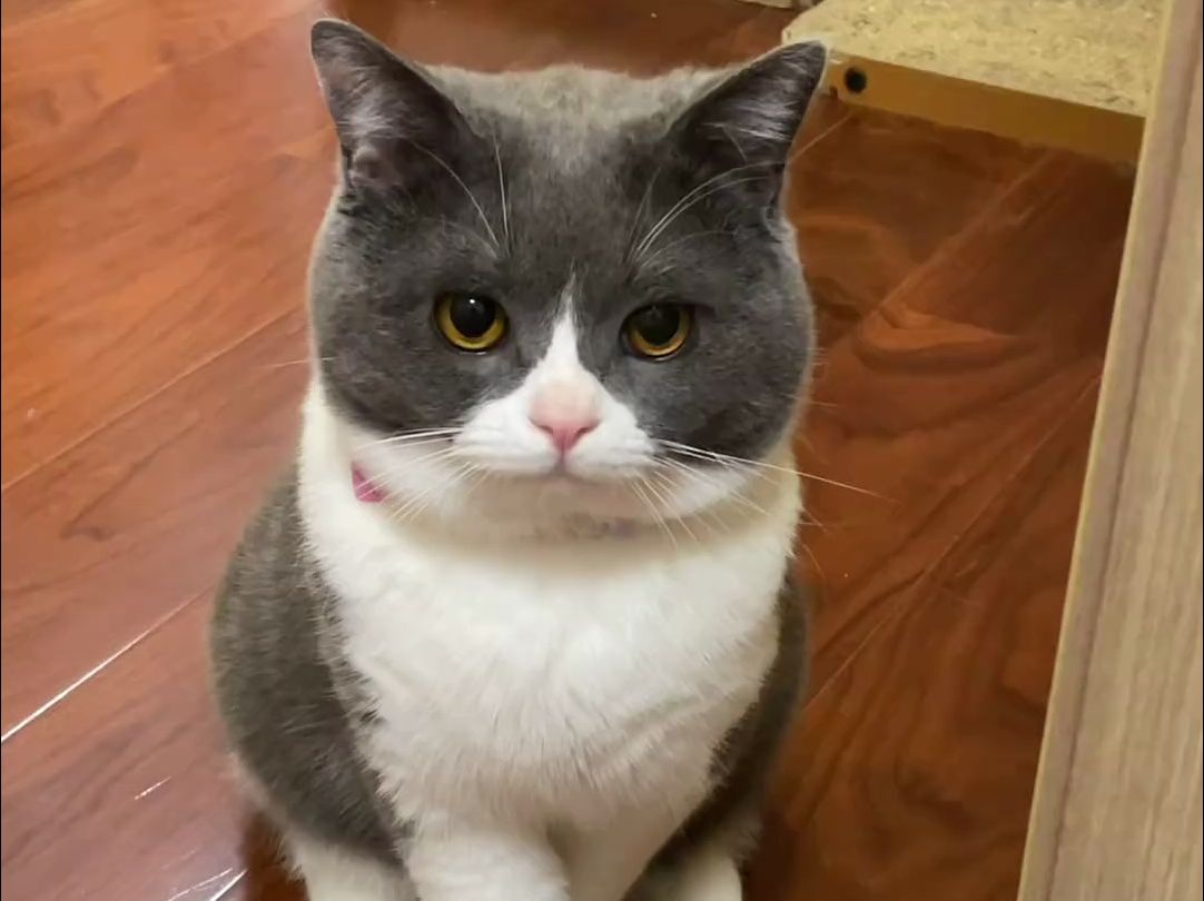 给你们介绍一下我家的小祖宗.