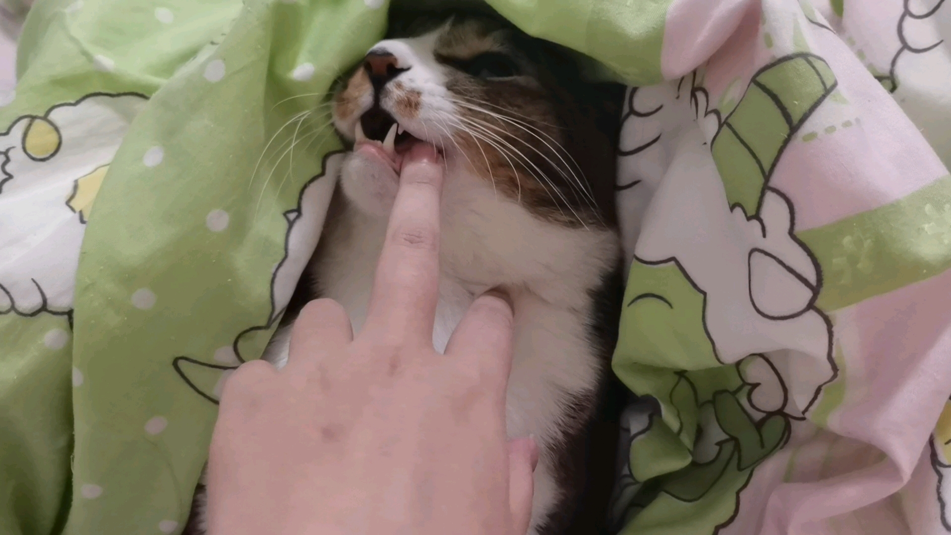 歪,幺幺零吗?猪咪咬我