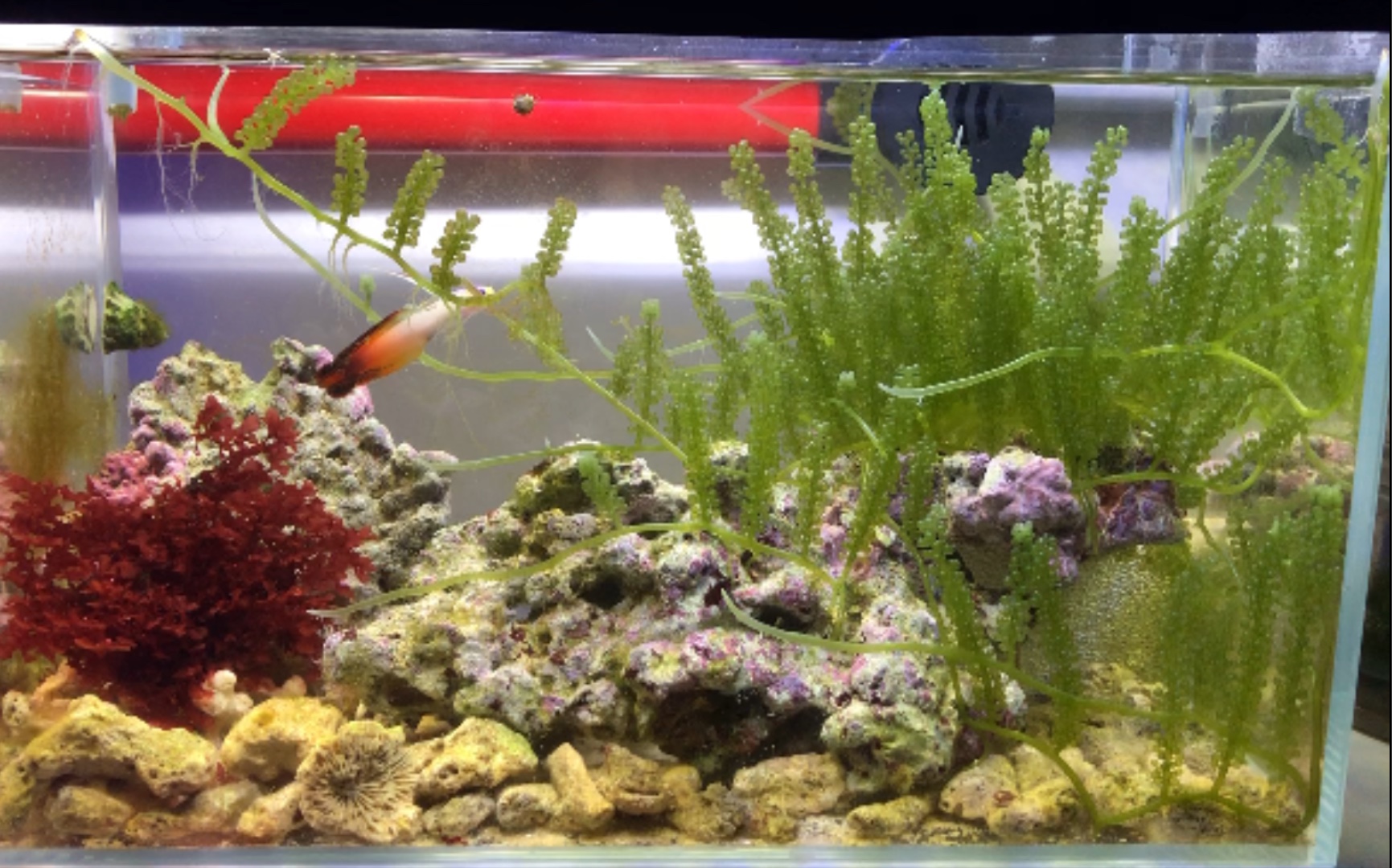 海缸-原生小藻缸