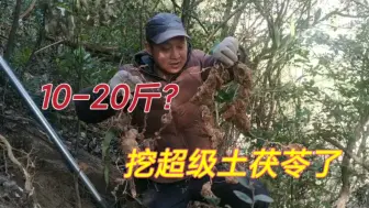 Télécharger la video: 网友说可以挖出10-20斤!兴奋进山挖超级野货，块茎成串儿