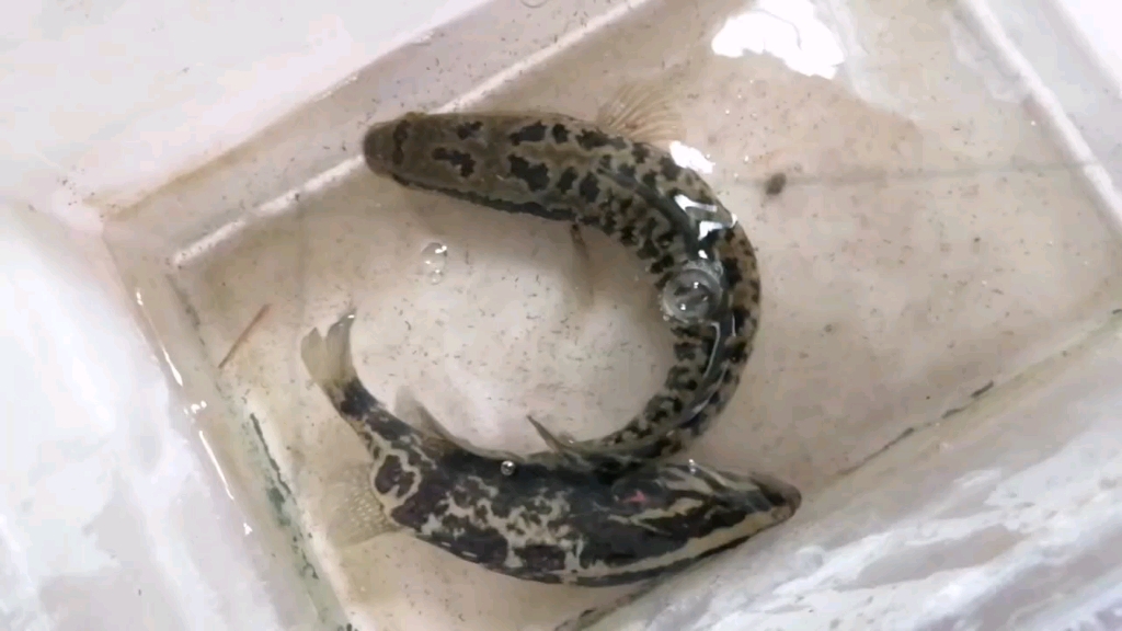 菜市场路边地摊买的少鳞鳜与斑鳢,专家来看看这斑鳢是杂交鳢还是纯