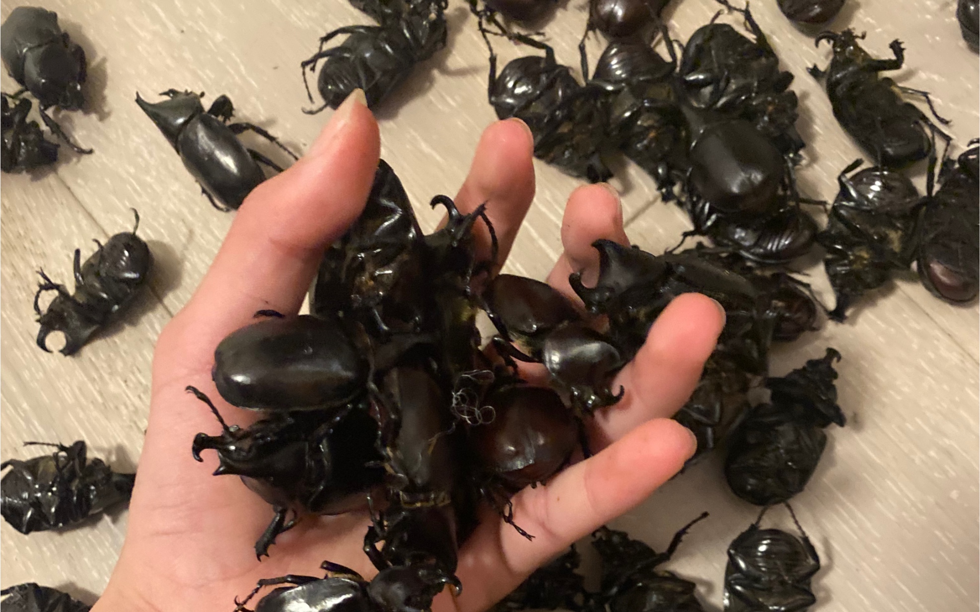 翘角姬兜 常见种 分享