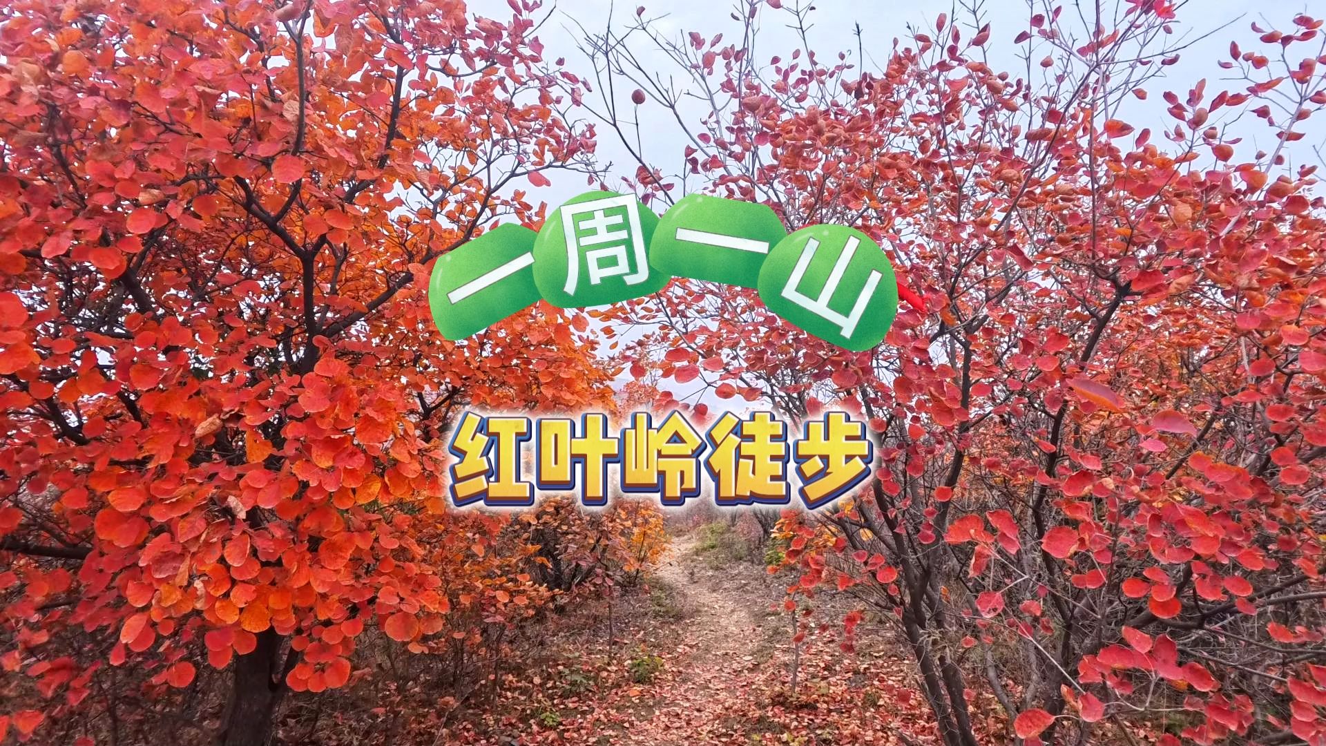 红叶岭看红叶,人少景美还免费~哔哩哔哩bilibili