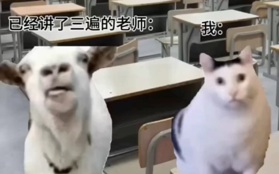 山羊和懵逼猫~(希望有两百播放谢谢29610761610629)
