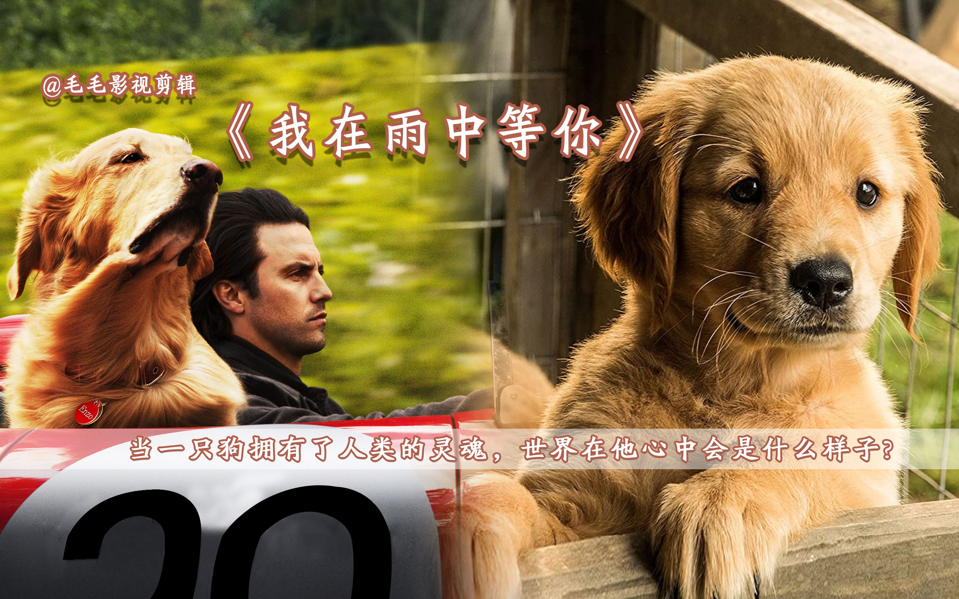 每一只狗结束自己狗的一生之后,来世都将转世为人.《我在雨中等你》