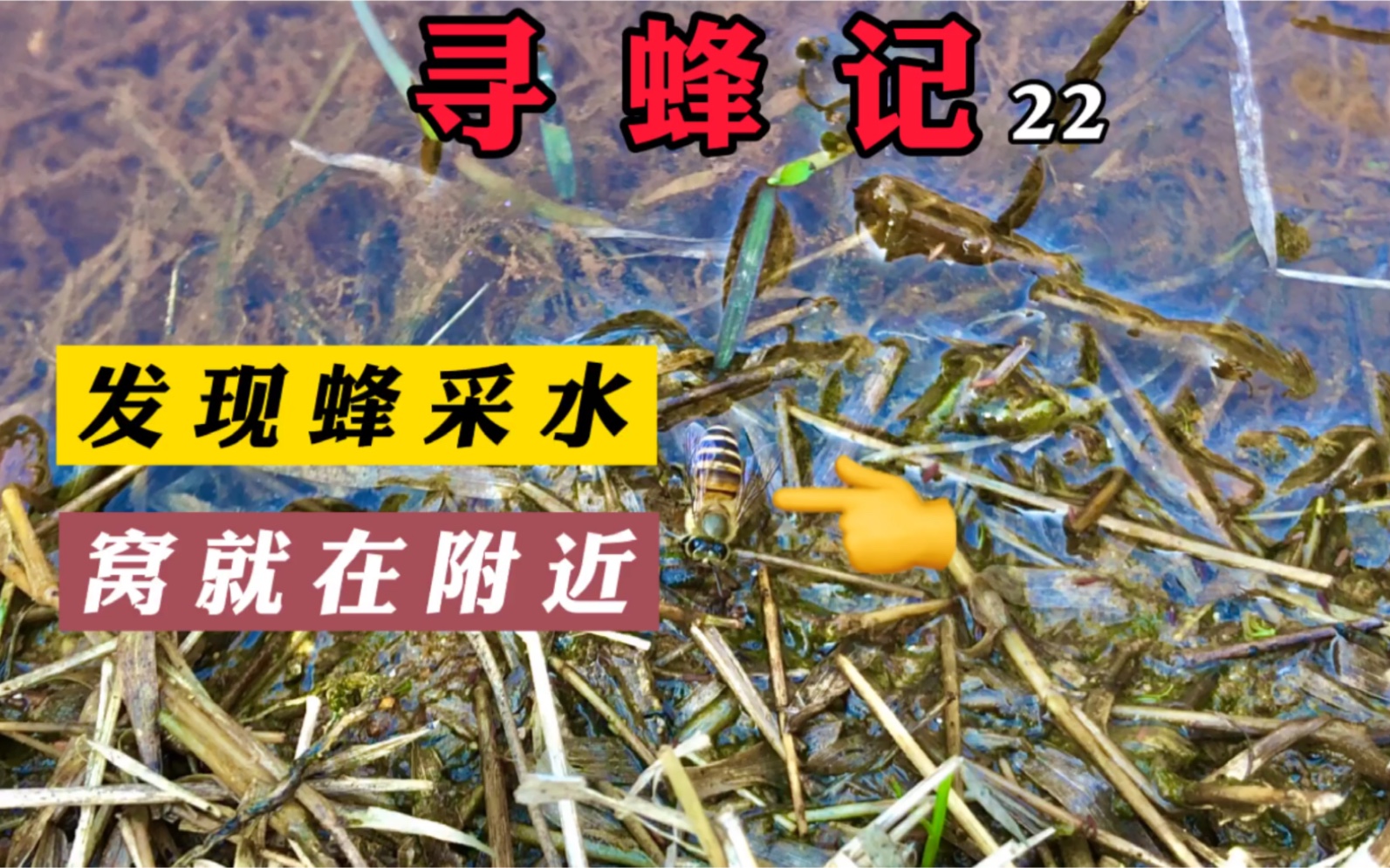 看蜜蜂采水找窝,小水坑偶遇蜜蜂采水欣喜窝就在附近,结果很遗憾