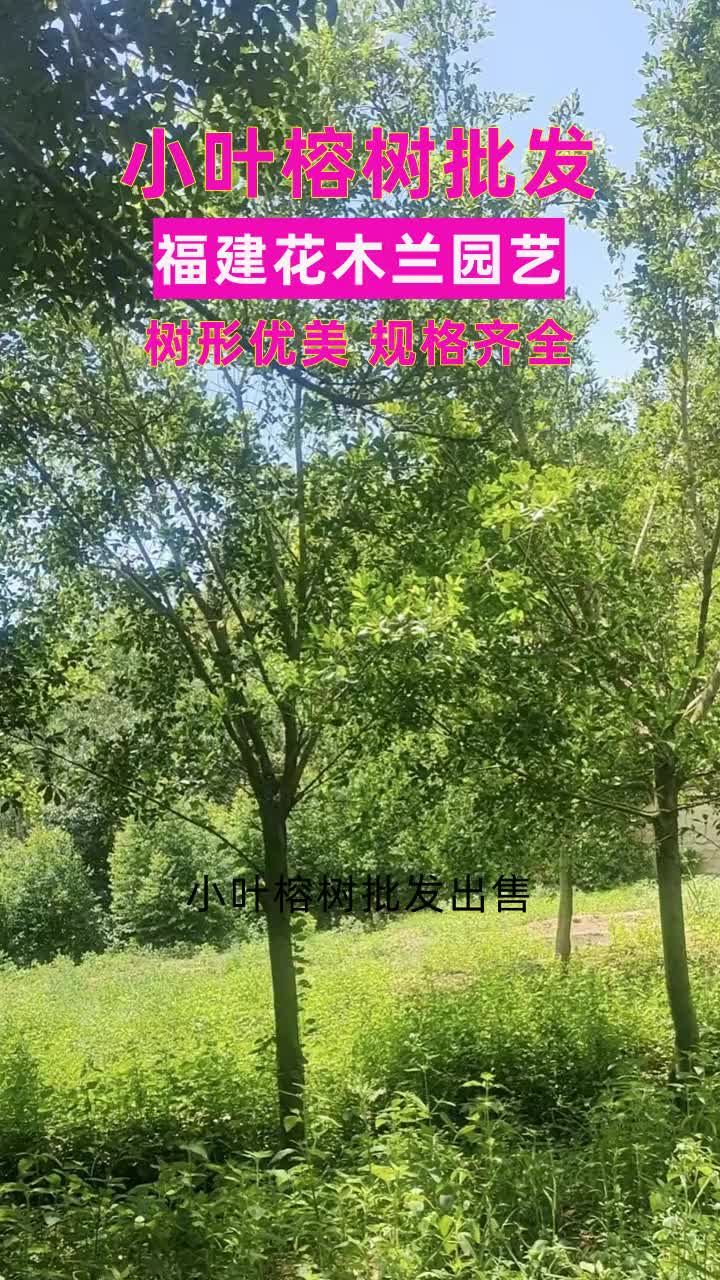 辽宁小叶榕景观树价格 #湖北细叶榕 #新疆细叶榕 #黑龙江小叶榕树