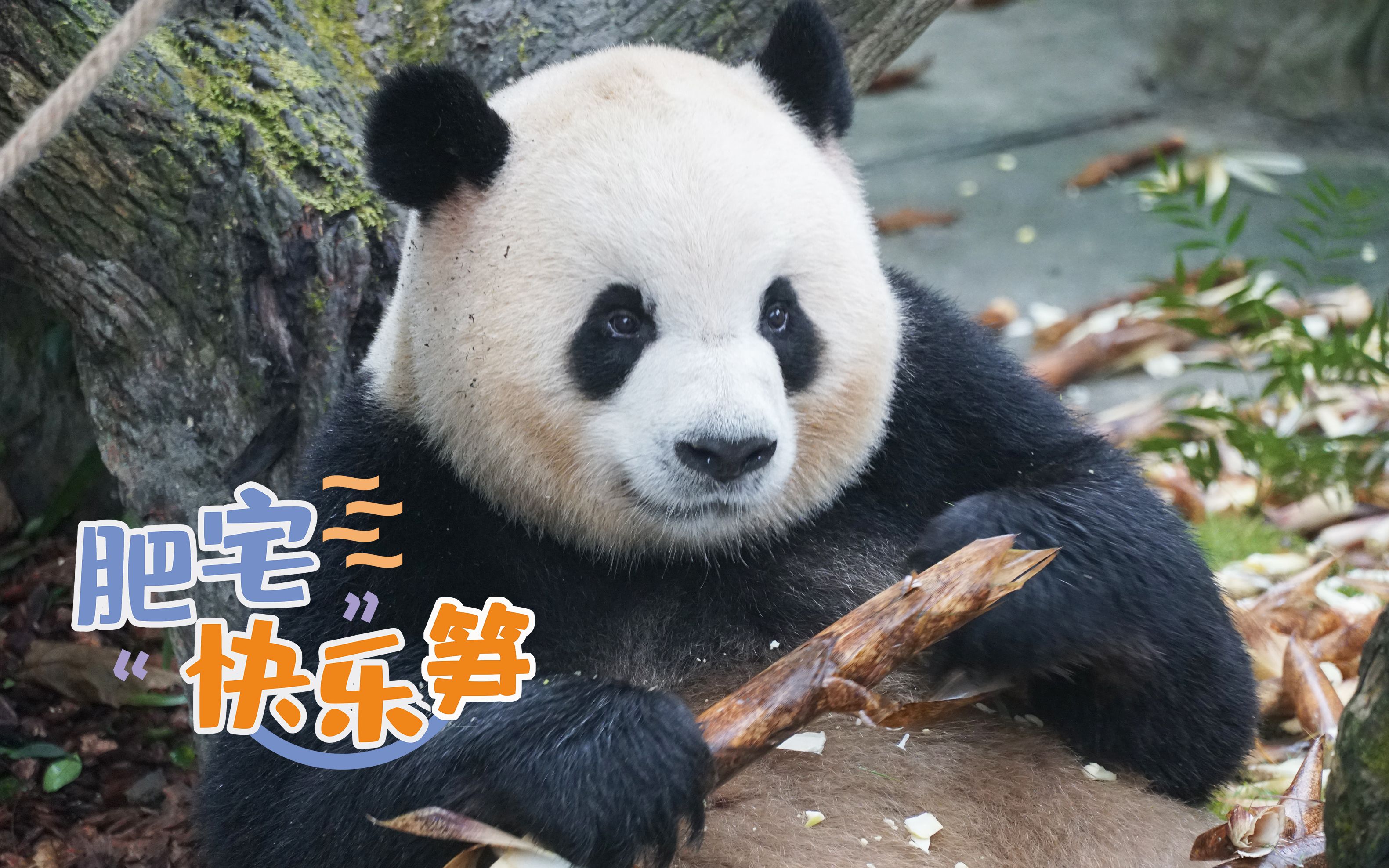 【大熊猫奥莉奥】这就叫猪圆玉润!总裁气质不是一般熊能比的